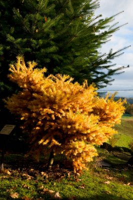 Larix kaempferi, leptolepsis 'Blue Dwarf' - modřín japonský - celek podzim